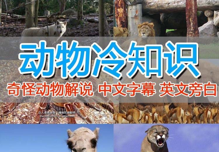 【副业项目6380期】外面卖1699的国外纪录片解说（动物解说、美食、动画片）稳过中视频-沃创网